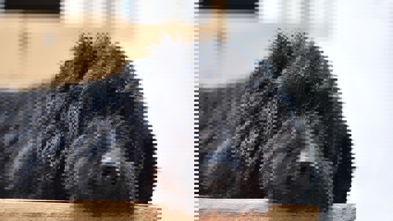 Sleeping Poodle Mix Photo Lg